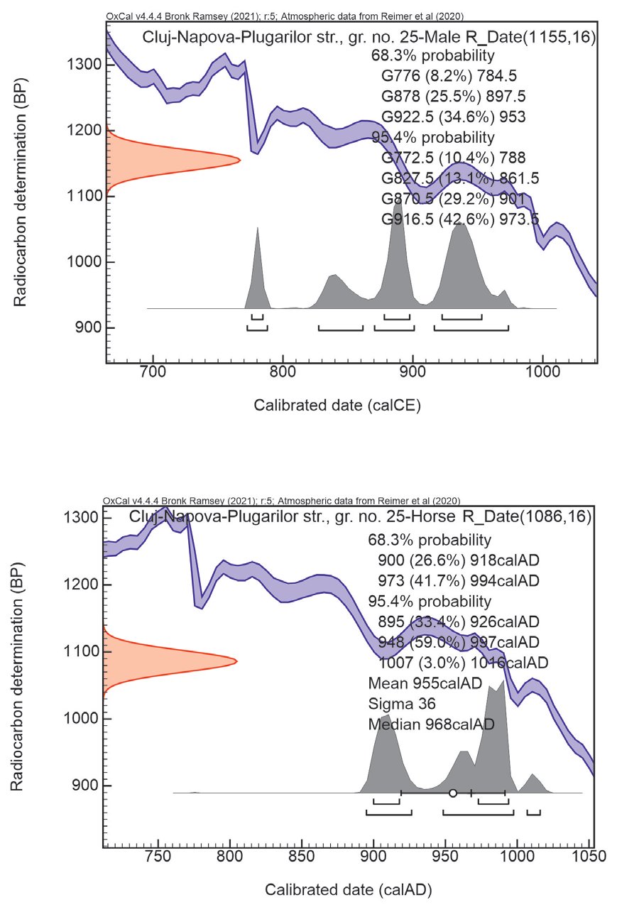 Fig. 11/A. 14C calibration of grave no. 25 of Cluj-Napoca-Plugarilor street
(horse and human bone sample; HUN-REN Institute for Nuclear Research, Debrecen, Hungary)